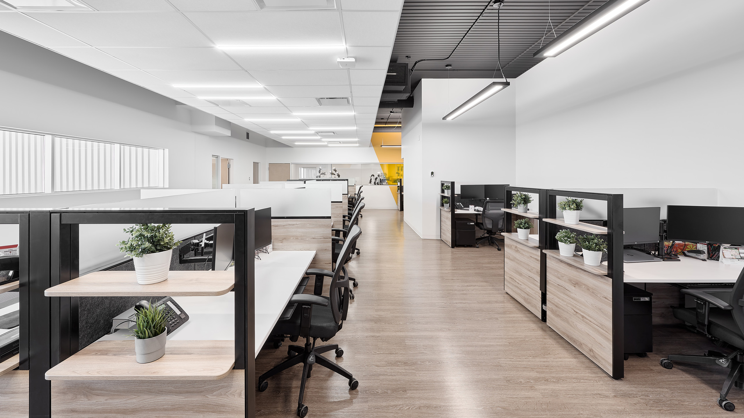 Un espace de bureau moderne récemment rénové, avec une rangée de postes de travail avec des chaises noires et des bureaux en bois. Chaque bureau dispose d'un écran d'ordinateur et de plantes en pot. L'environnement est lumineux avec des murs blancs, des planchers en bois et un mélange d'espaces ouverts et privés. Le plafond est exposé.